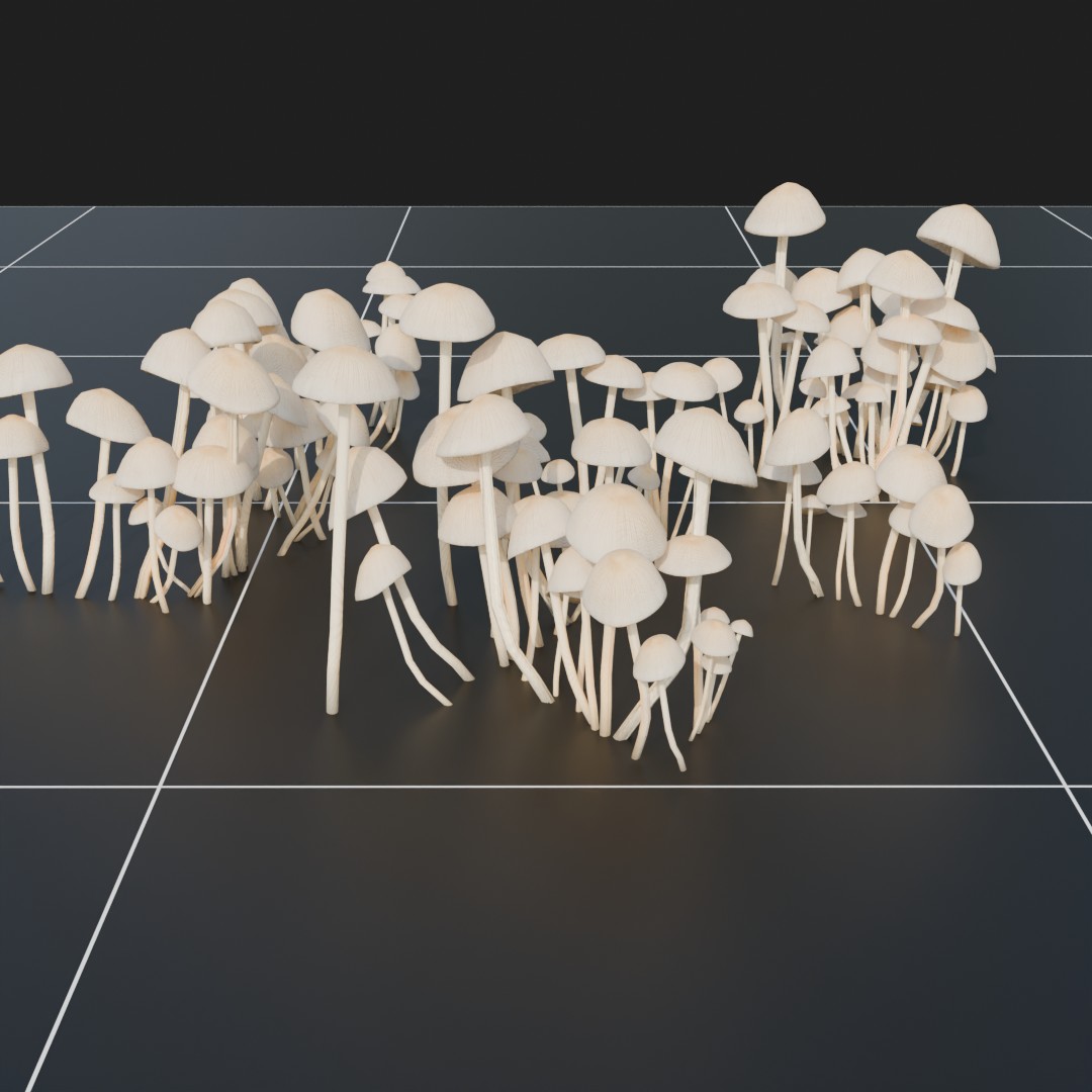 Forest Floor Mushroom Collection 3